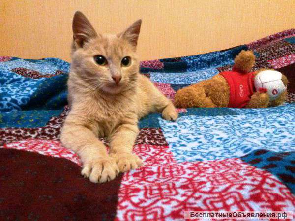 Рыжий котенок Маленький котик ищет дом! Вчера | Беспородные и метисы в  Одинцово – БесплатныеОбъявления.рф